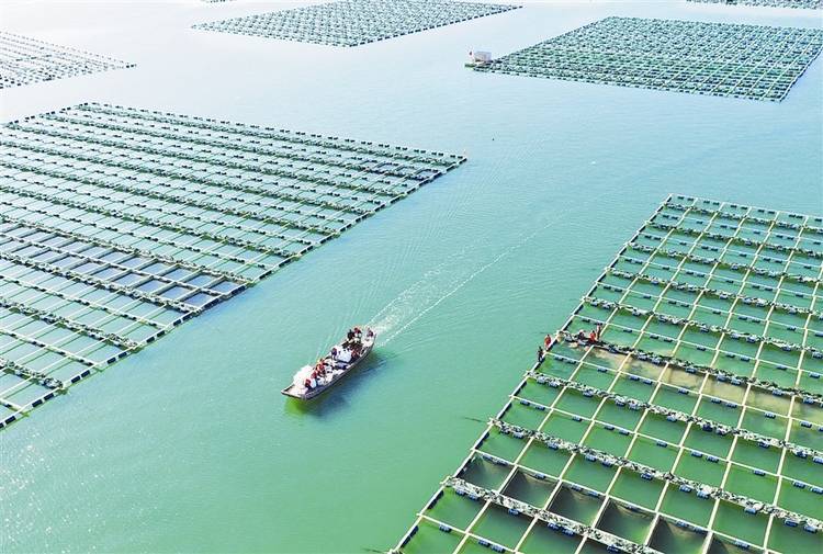 工廠化循環(huán)水系統(tǒng)調(diào)制海水，內(nèi)陸城市也能養(yǎng)出大白蝦！